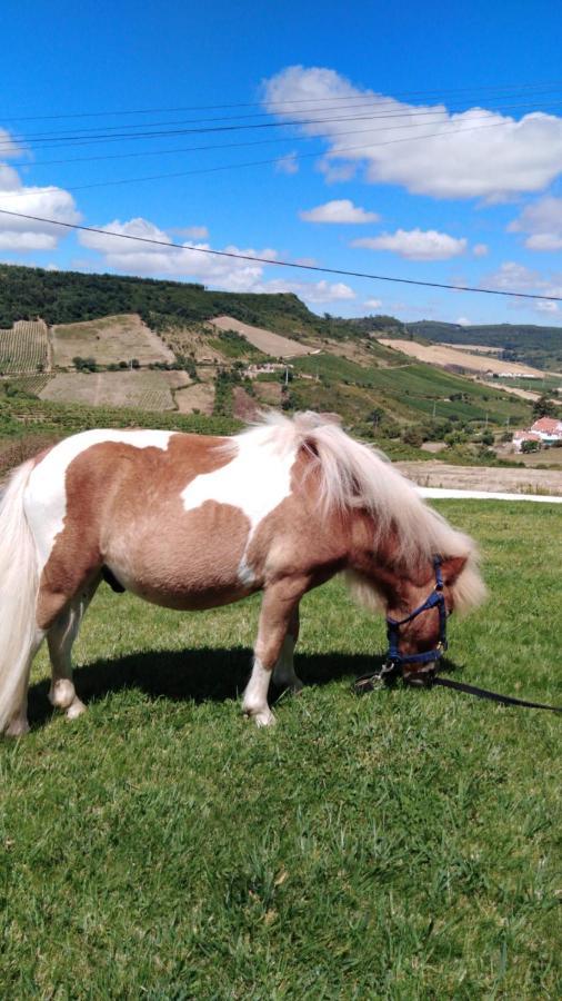 Casinha De Ferias No Campo - Quintinha Dos Cavalos - Arruda Dos Vinhos Sabugos Exterior foto