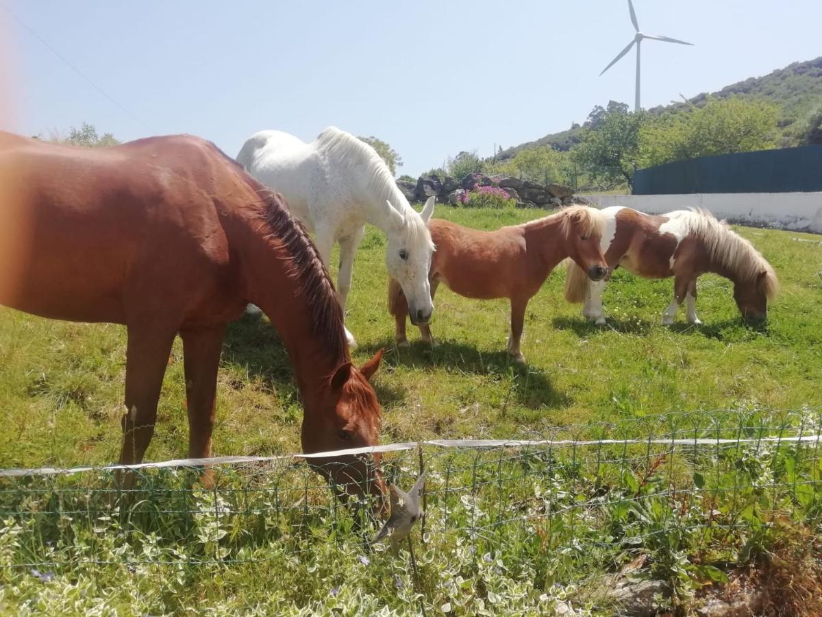 Casinha De Ferias No Campo - Quintinha Dos Cavalos - Arruda Dos Vinhos Sabugos Exterior foto