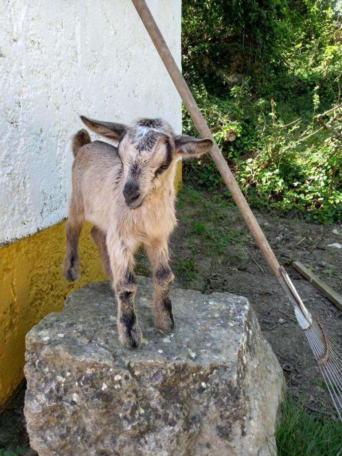 Casinha De Ferias No Campo - Quintinha Dos Cavalos - Arruda Dos Vinhos Sabugos Exterior foto